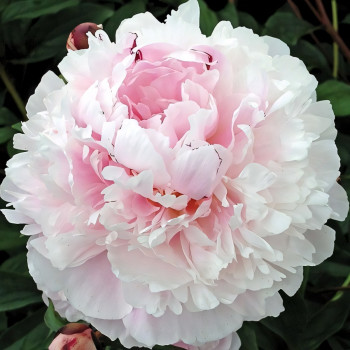 Саженцы Пион President Taft (Президент Тафт)