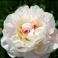 Саженцы Пион Avalanche (Аваланш)