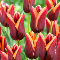 Луковицы Тюльпан Триумф Мувота (в упаковке - 3шт.)