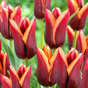 Тюльпан Триумф Мувота (в упаковке - 3шт.)