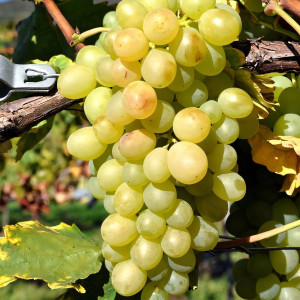 Саженцы Виноград Карабурну