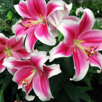 Луковицы  Лилия LOO гибрид Pink Brilliant (Пинк Бриллиант) (3шт.)