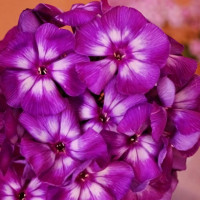 Саженцы Флокс Кураж