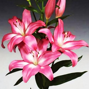  Лилия ЛА гибрид Arbatax (Арбатакс)