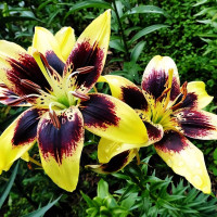 Луковицы  Лилия биколор азиатская Easy Dance (Изи Данс) (3шт.)