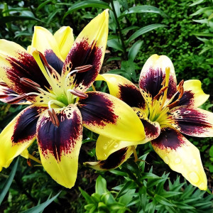  Лилия биколор азиатская Easy Dance (Изи Данс)