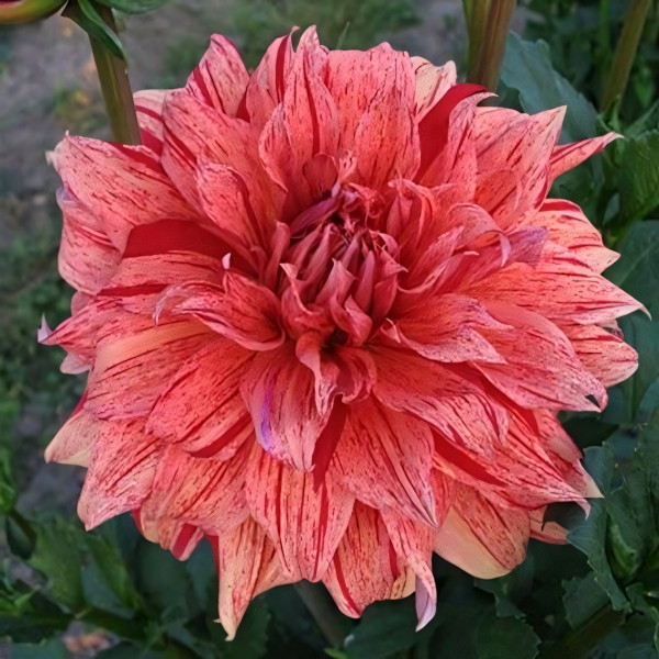 Саженцы Георгина декоративная макси Babylon Flamed (Вавилон Флеймд)