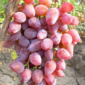 Саженцы Виноград Румба