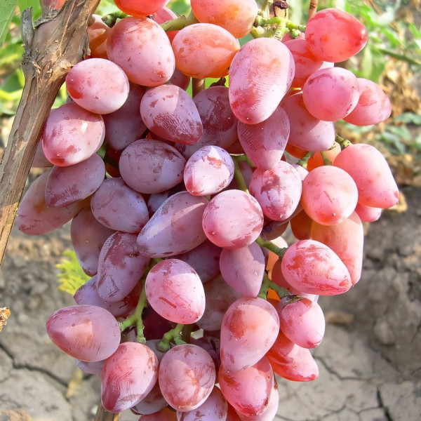 Саженцы Виноград Румба