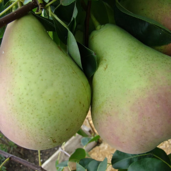 Саженцы Груша Январская