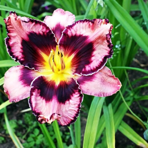 Саженцы Лилейник Simmons Overture (Симмонс Увертюр)