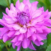 Саженцы Георгина макси Lavender Ruffles (Лавендер Раффлз)