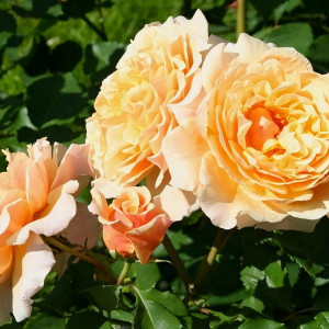 Саженцы Роза парковая Карамелла