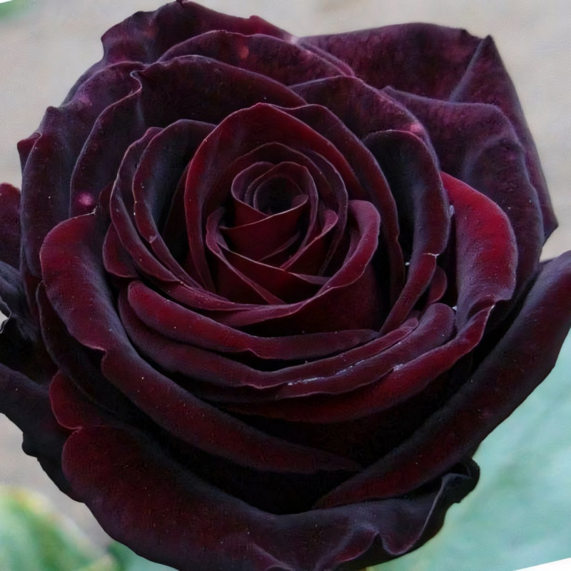 Саженцы Роза чайно-гибридная Черный Принц