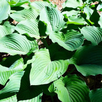 Саженцы Хоста Behemoth (Бегемот) XL