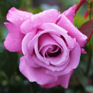 Саженцы Роза чайно-гибридная Шарль де Голль