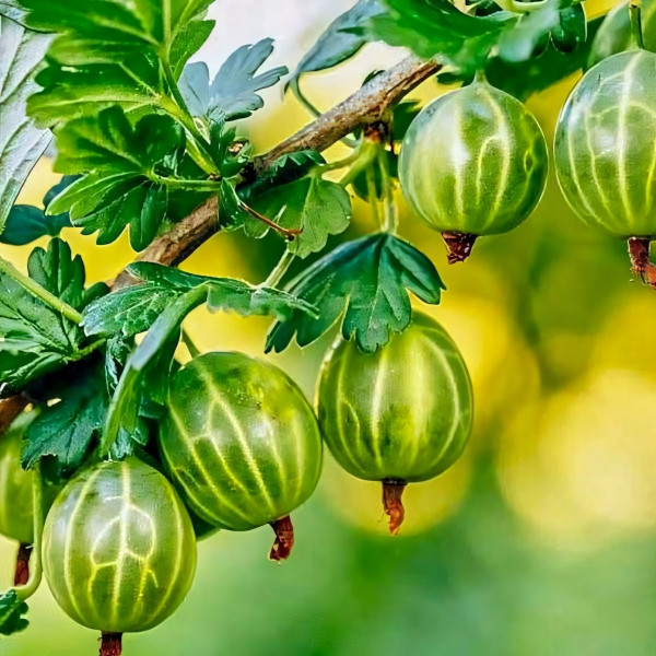 Саженцы Крыжовник Малахит