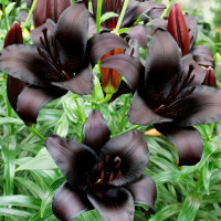 Луковицы  Лилия азиатская Nightrider (Найтрайдер) (3шт.)