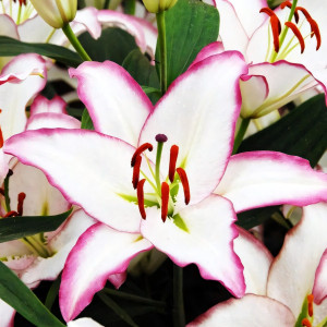  Лилия восточная The Edge (Зе Эдж)