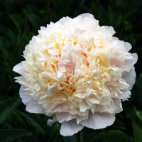 Саженцы Пион Cheddar Cheese (Чеддер Чиз)