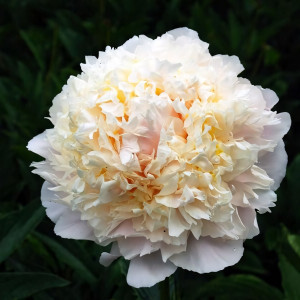 Саженцы Пион Cheddar Cheese (Чеддер Чиз)