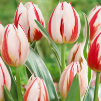 Луковицы Тюльпан Дарвина Бернинг Харт (в упаковке - 3шт.)