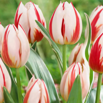 Тюльпан Дарвина Бернинг Харт (в упаковке - 3шт.)