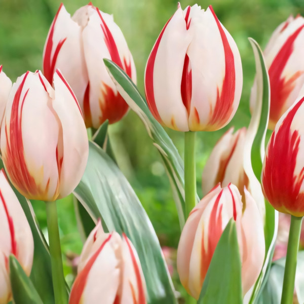 Луковицы Тюльпан Дарвина Бернинг Харт (в упаковке - 3шт.)