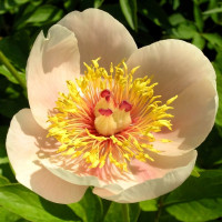 Саженцы Пион Apricot Queen (Эприкот Куин)