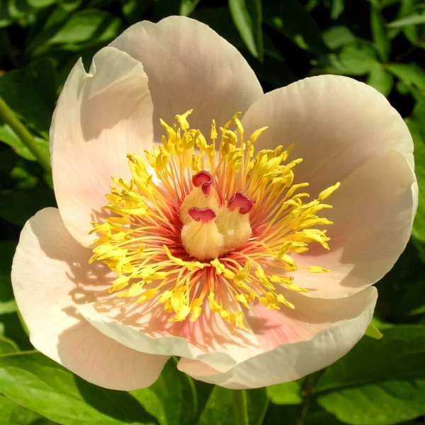 Саженцы Пион Apricot Queen (Эприкот Куин)