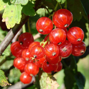 Саженцы Смородина красная Ранняя сладкая