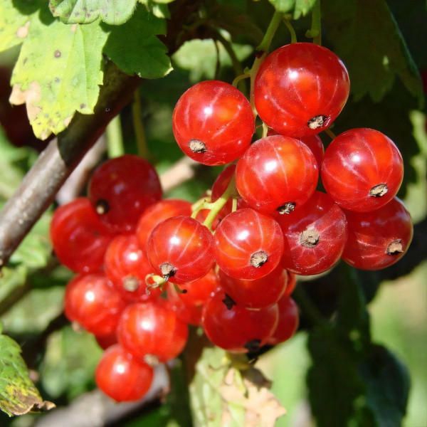 Саженцы Смородина красная Ранняя сладкая