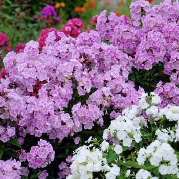 Саженцы Флокс Miss Kelly (Мисс Келли)