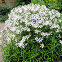 Саженцы Флокс White Perfume (Уайт Перфьюм)