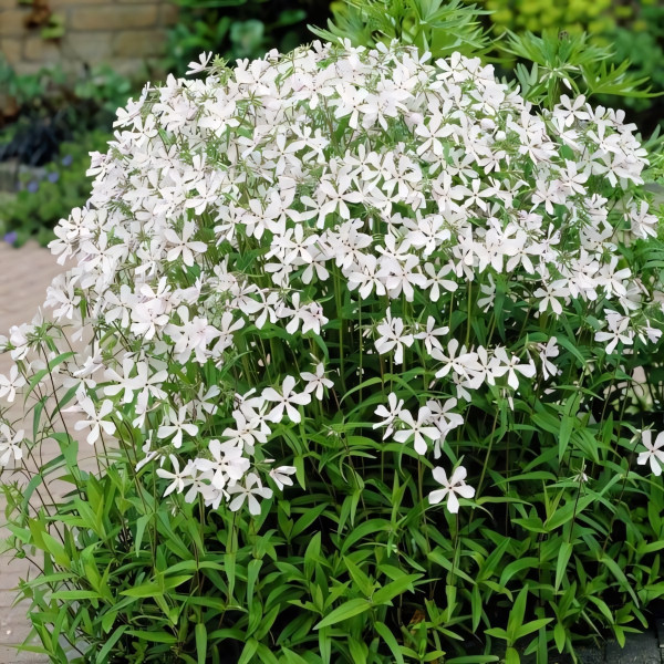 Саженцы Флокс White Perfume (Уайт Перфьюм)