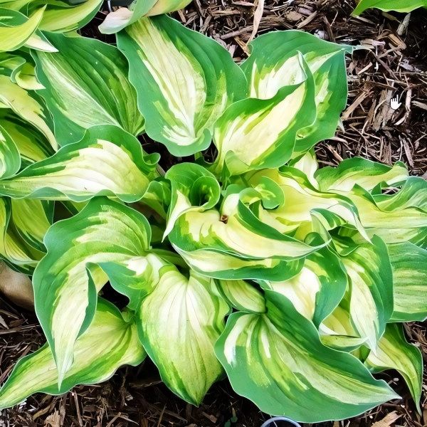 Саженцы Хоста Ghost Spirit (Гост Спирит) М