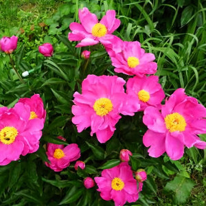 Саженцы Пион Dancing Butterfly (Дансин Баттерфлай)