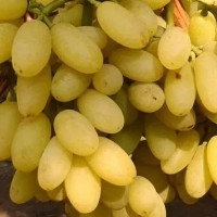 Саженцы Виноград кишмиш Столетие