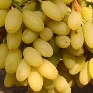 Саженцы Виноград кишмиш Столетие