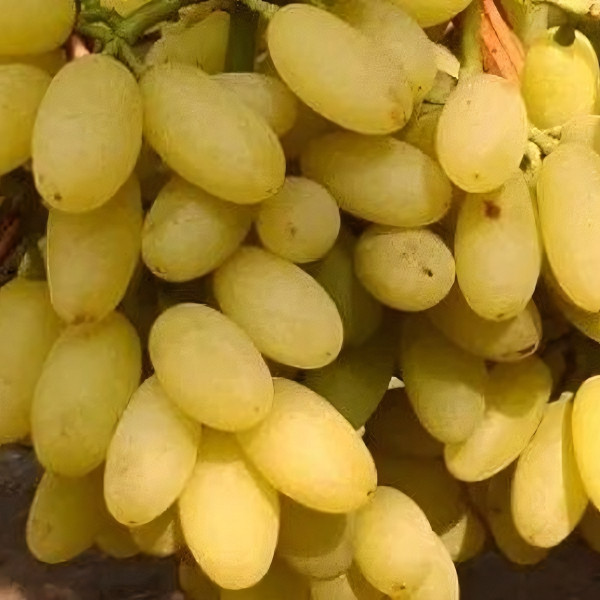 Саженцы Виноград кишмиш Столетие