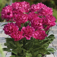 Саженцы Пион Rome (Рим)