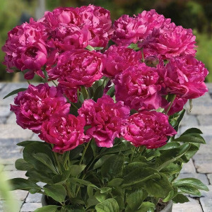 Саженцы Пион Rome (Рим)