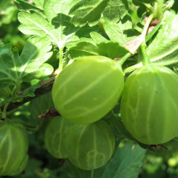 Саженцы Крыжовник Изумруд