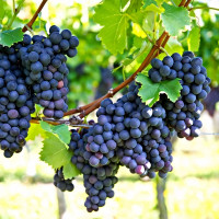 Саженцы Виноград Фиолетовый