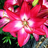 Луковицы  Лилия азиатская  Tiny Diamond (Тайни Даймонд) (3шт.)