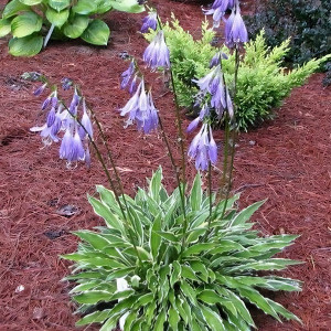 Саженцы Хоста Stiletto (Стилетто) S