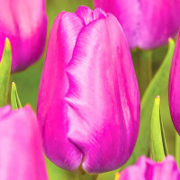 Луковицы Тюльпан Холланд Бьюти (в упаковке - 3шт.)