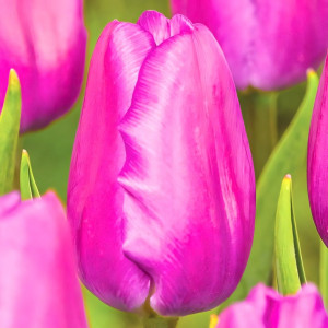 Тюльпан Холланд Бьюти (в упаковке - 3шт.)