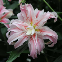 Луковицы  Лилия восточная Broken Heart (Брокен Херт) (3шт.)