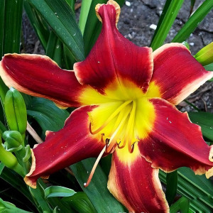 Саженцы Лилейник Betty Winkler (Бэтти Винкл)